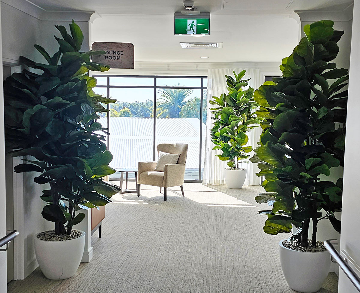 Fiddle-Leaf Ficus 'giant-leaf' 2.4m
