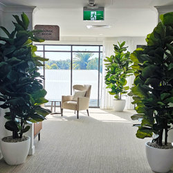 Fiddle-Leaf Ficus 'giant-leaf' 2.4m - artificial plants, flowers & trees - image 5