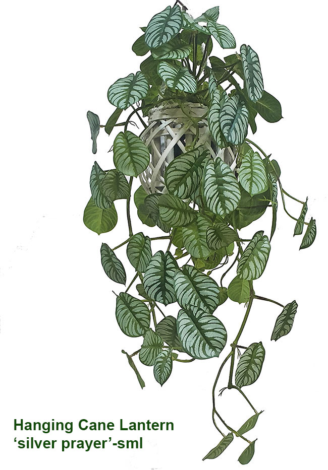 Hanging Cane Lantern- trailing Tea-Leaf- sml