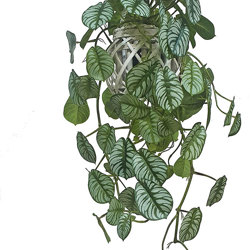 Hanging Cane Lantern- trailing Tea-Leaf- sml - artificial plants, flowers & trees - image 5