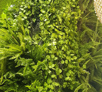 Moss/Green-Wall fusion is the latest direction...