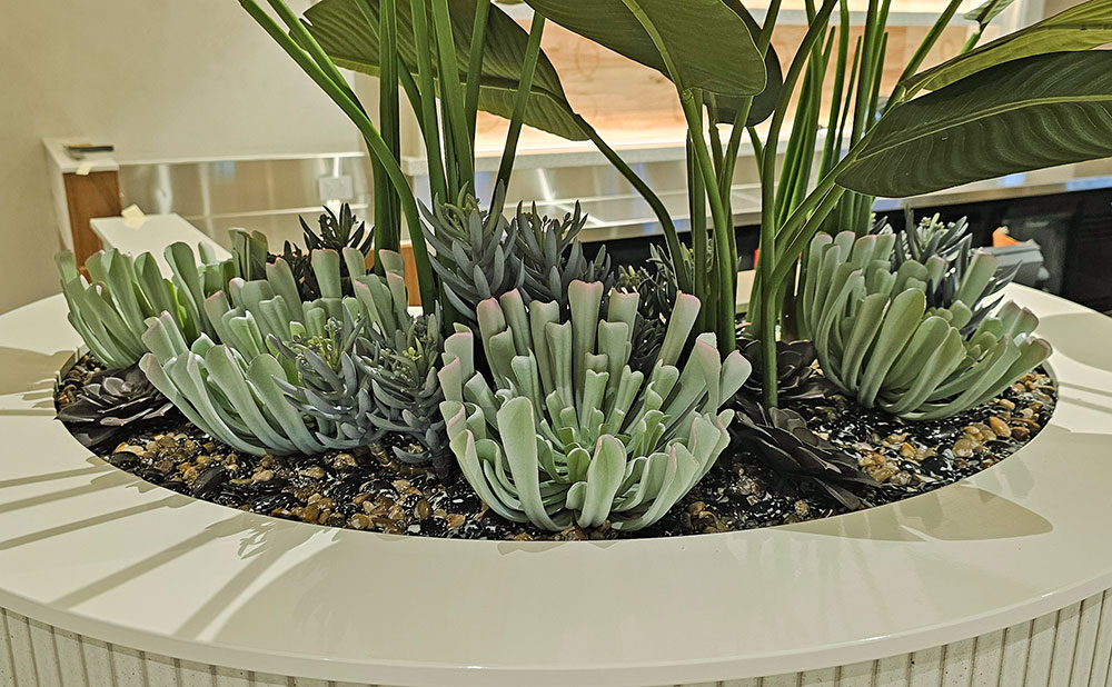 Succulent- Grey Aeonium