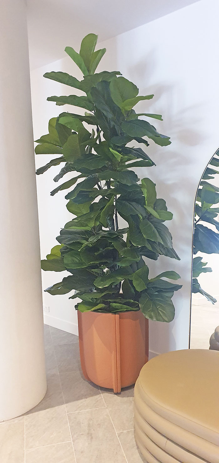 Fiddle-Leaf Ficus 'giant-leaf' 2.4m