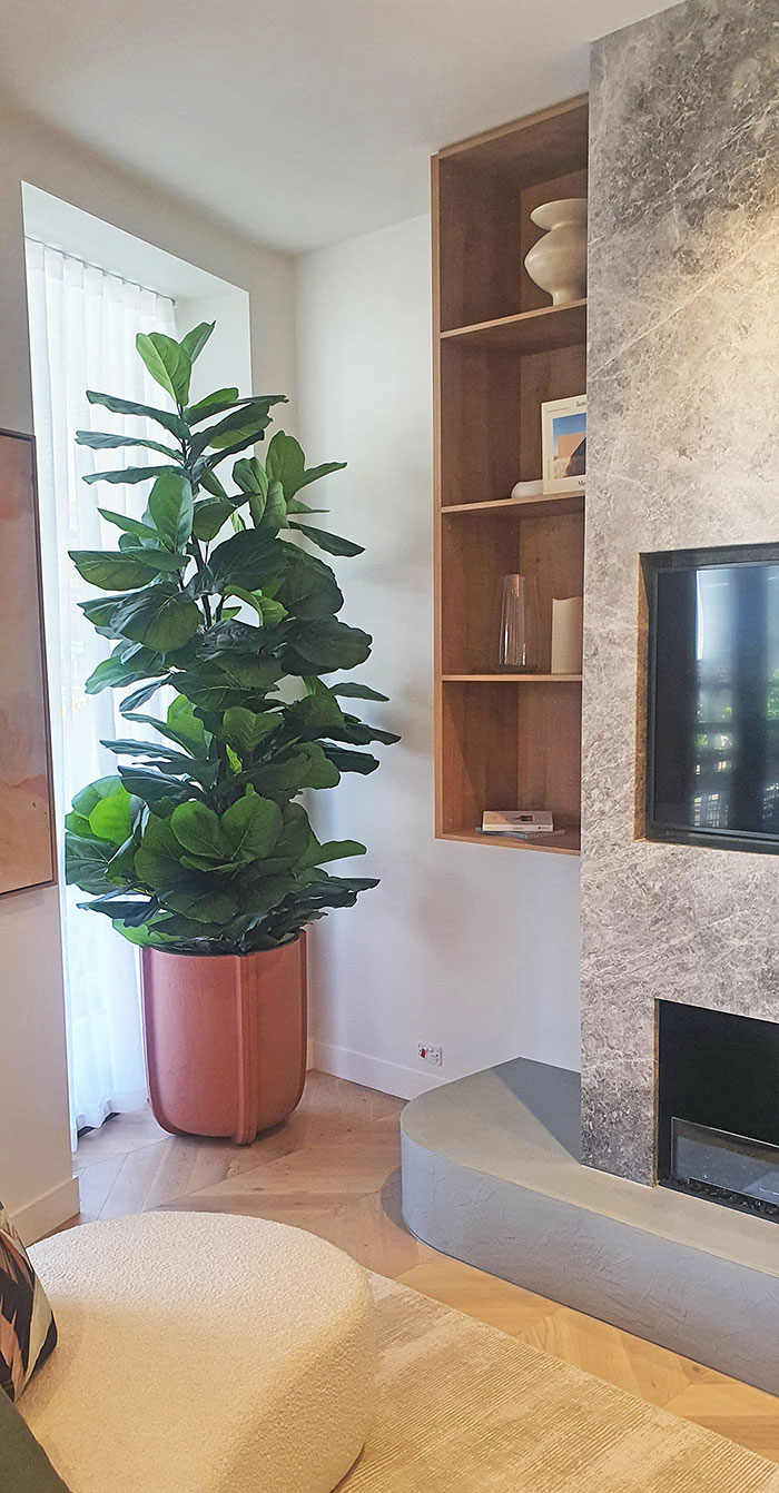 Fiddle-Leaf Ficus 'giant-leaf' 2.4m