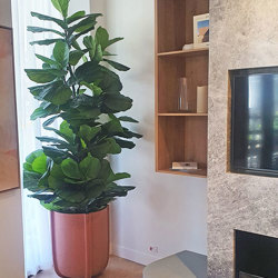 Fiddle-Leaf Ficus 'giant-leaf' 2.4m - artificial plants, flowers & trees - image 4