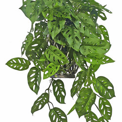 Hanging Cane Lantern- trailing Tea-Leaf- sml - artificial plants, flowers & trees - image 4