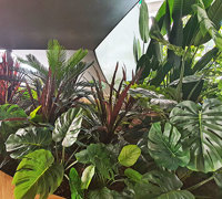 'Screens meet Greens' at flagship tech store...