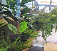 'Screens meet Greens' at flagship tech store...