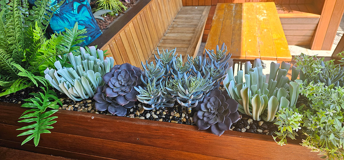 Succulent- Grey Aeonium