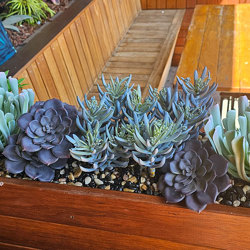 Succulent- Grey Aeonium - artificial plants, flowers & trees - image 5