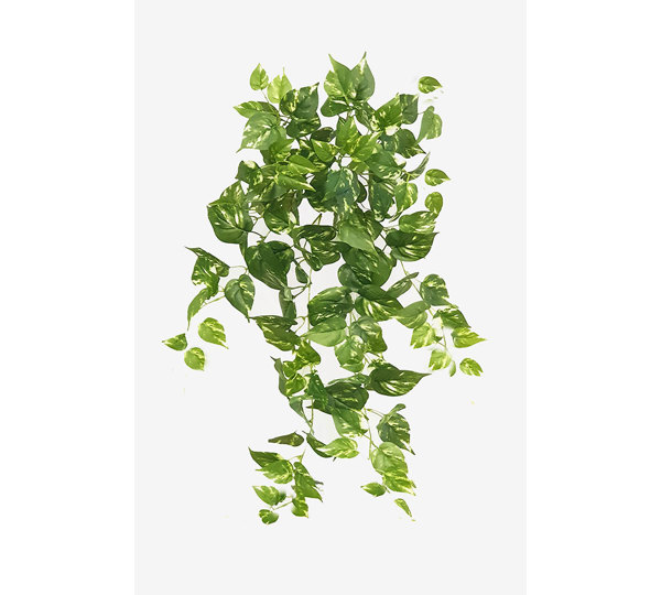 Trailing Bush- med Pothos