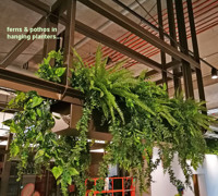 Shopping Mall- various greenery