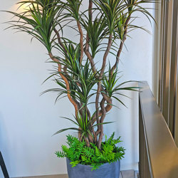 Dracaena- mini-yucca 1.8m with 8 heads - artificial plants, flowers & trees - image 4