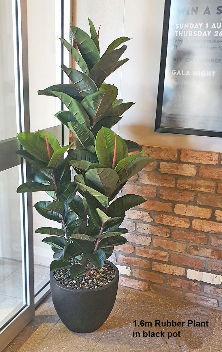 Rubber-Tree 1.3m