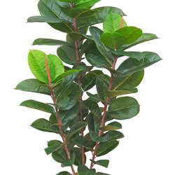 Rubber-Tree 1.1m - artificial plants, flowers & trees - image 5