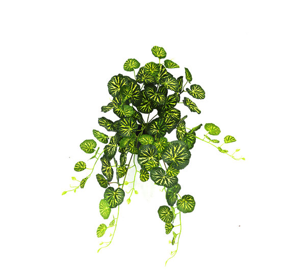 Trailing Bush- med Saxifragia