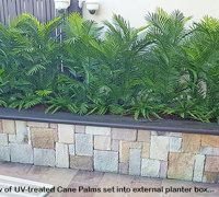 Artificial Palms replace 'dead palms' in external planter...