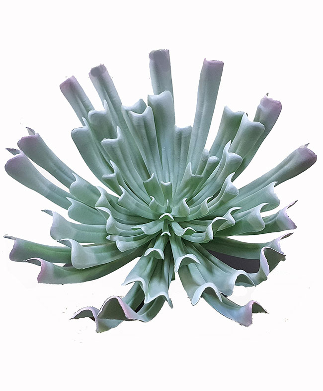 Succulent- Grey Aeonium