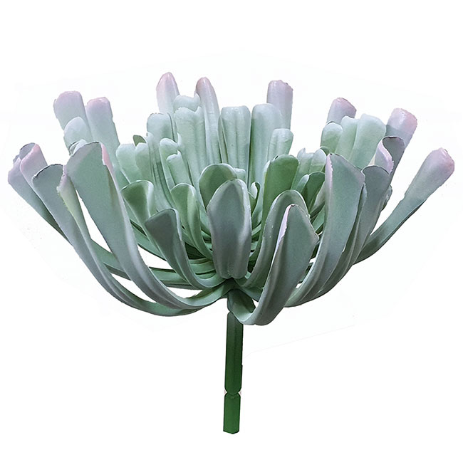 Succulent- Grey Aeonium