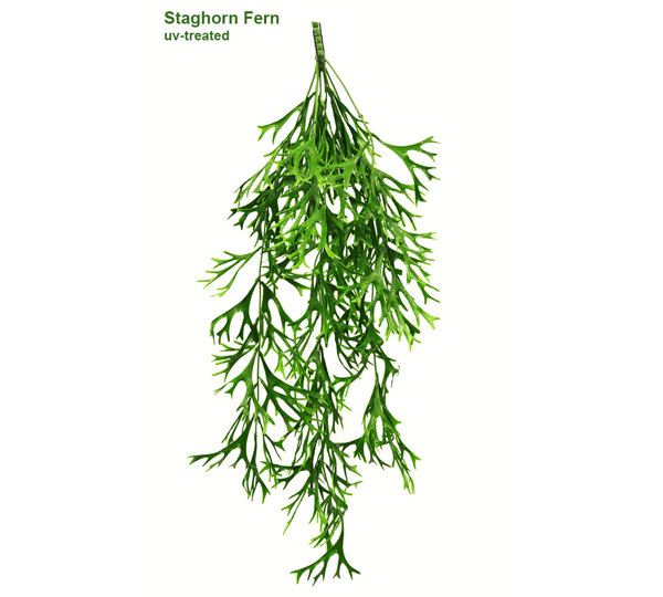 UV-Trailer: Elkhorn Fern 70cm