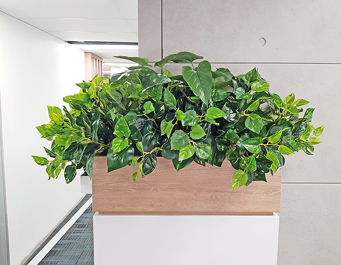 Small privacy planters in office...