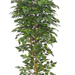 Weeping Ficus 2.4m UV-rated - artificial plants, flowers & trees - image 3