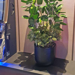 Money Plant 80cm - artificial plants, flowers & trees - image 2