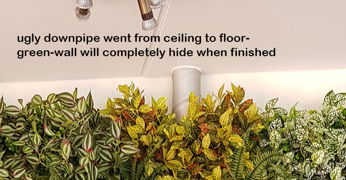 Hiding an ugly downpipe using artificial Green-Walls