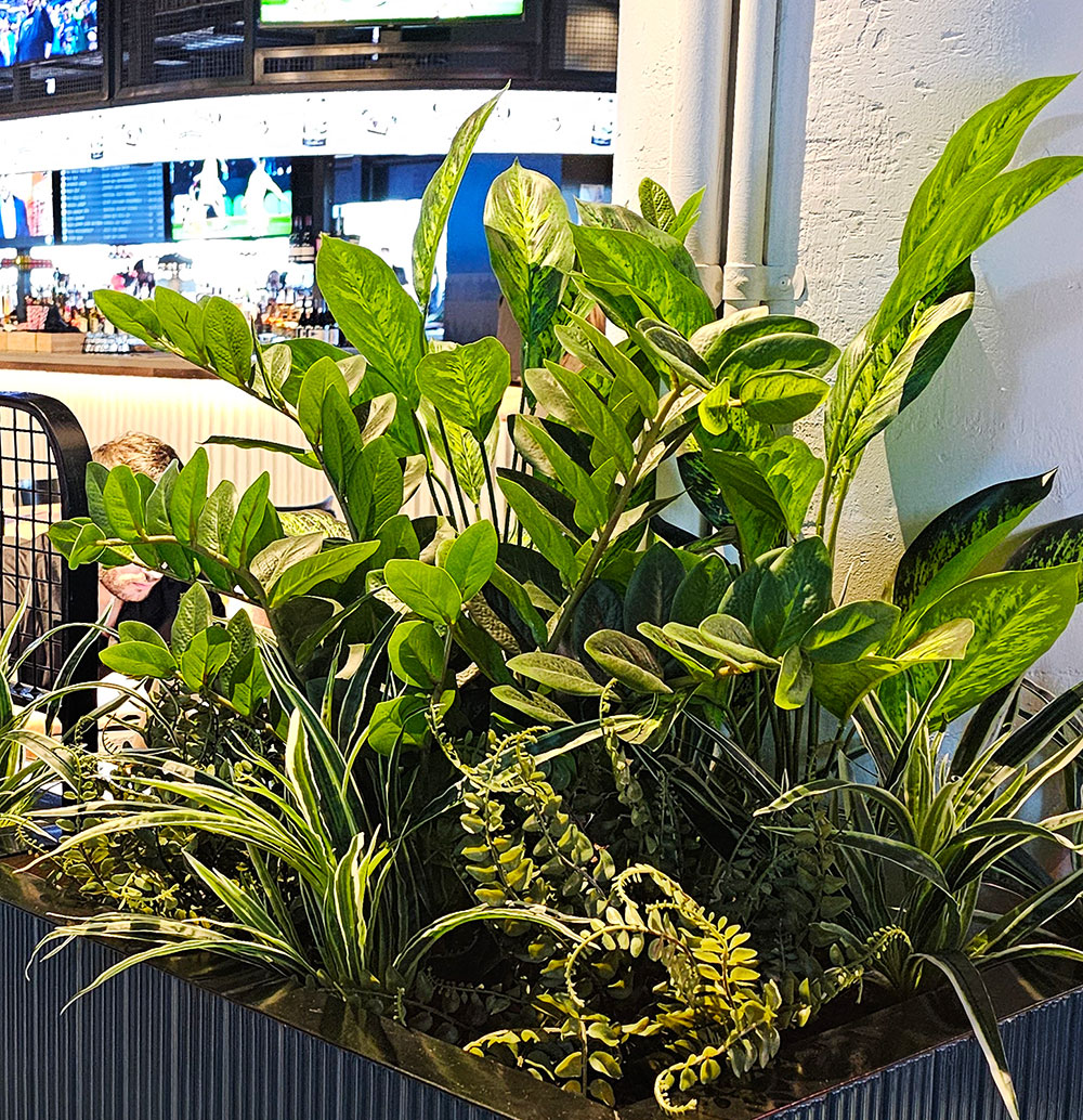 Zanzibar Gem Plant 75cm