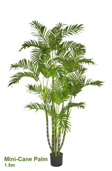 Mini-Cane Palm 1.5m