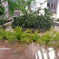 UV treated Palms for planter by sunny window poplet image 7