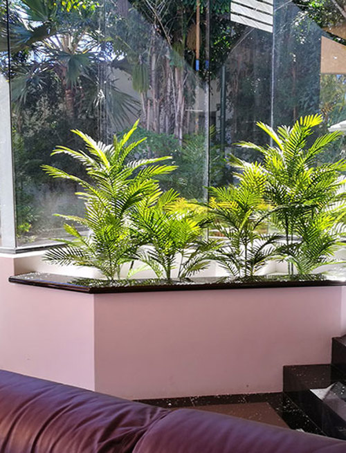 UV treated Palms for planter by sunny window