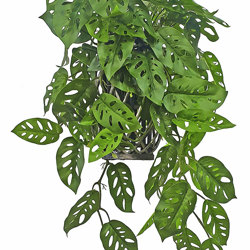 Hanging Cane Lantern- Monstera med - artificial plants, flowers & trees - image 10