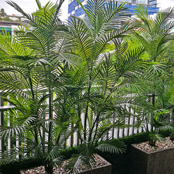 Cane Palm 1.5m delux UV stable - artificial plants, flowers & trees - image 4