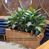 Lush Greenery for Club Planters... poplet image 3