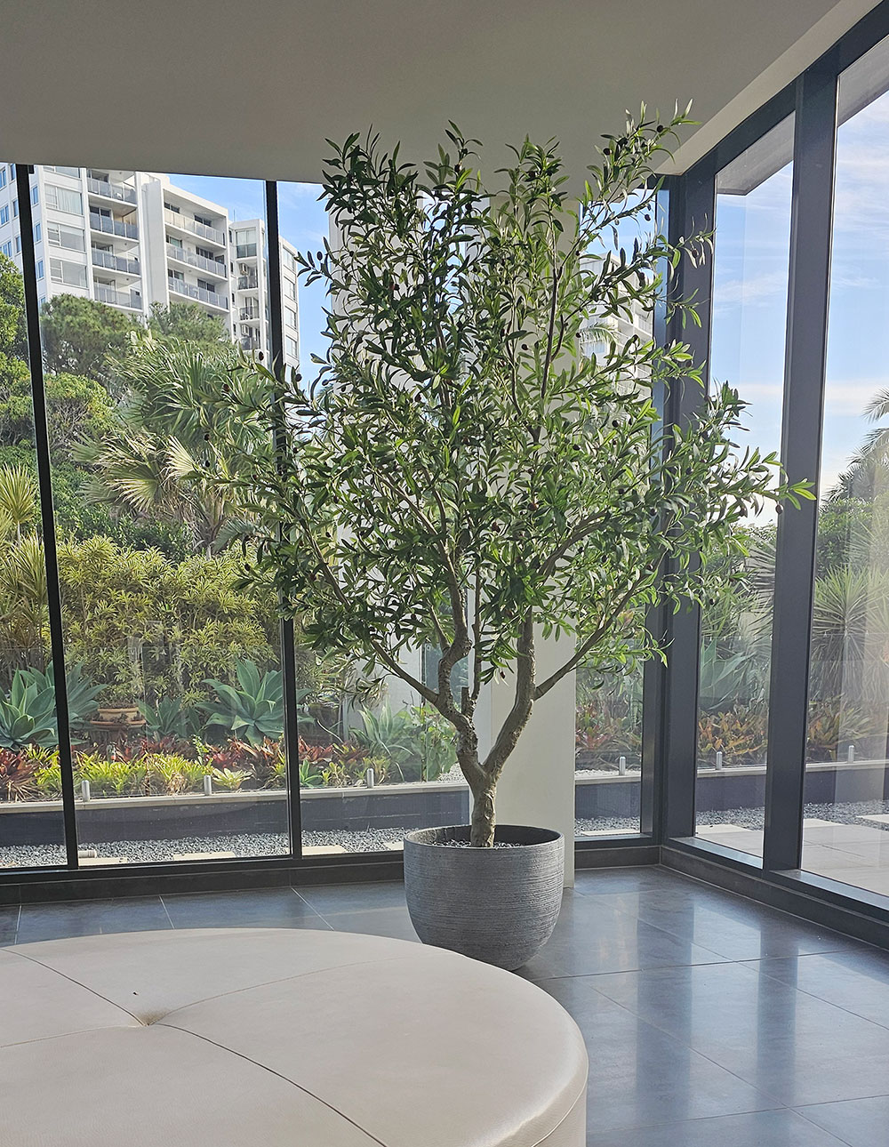 A tall ceiling? Giant Olive trees!