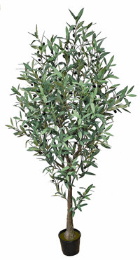 Olive Tree 1.6m