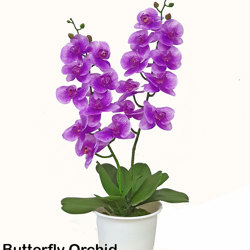 Artificial Butterfly Orchid Bowls- purple - artificial plants, flowers & trees - image 7