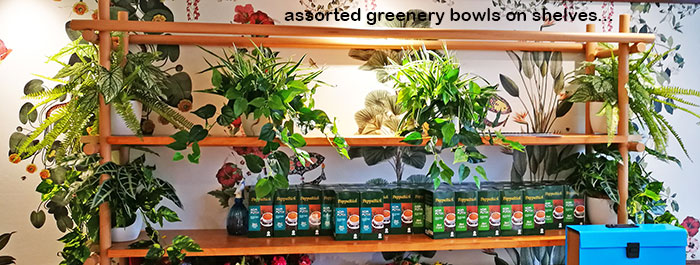 Window-Box planters in Restaurant image 8