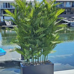 Trough Planters- with UV Parlour Palms 1.8m tall - artificial plants, flowers & trees - image 1