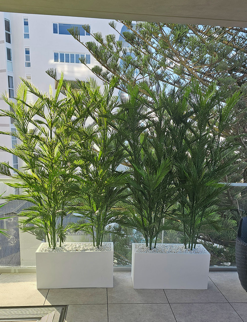 Parlour Palms in troughs for balcony privacy 