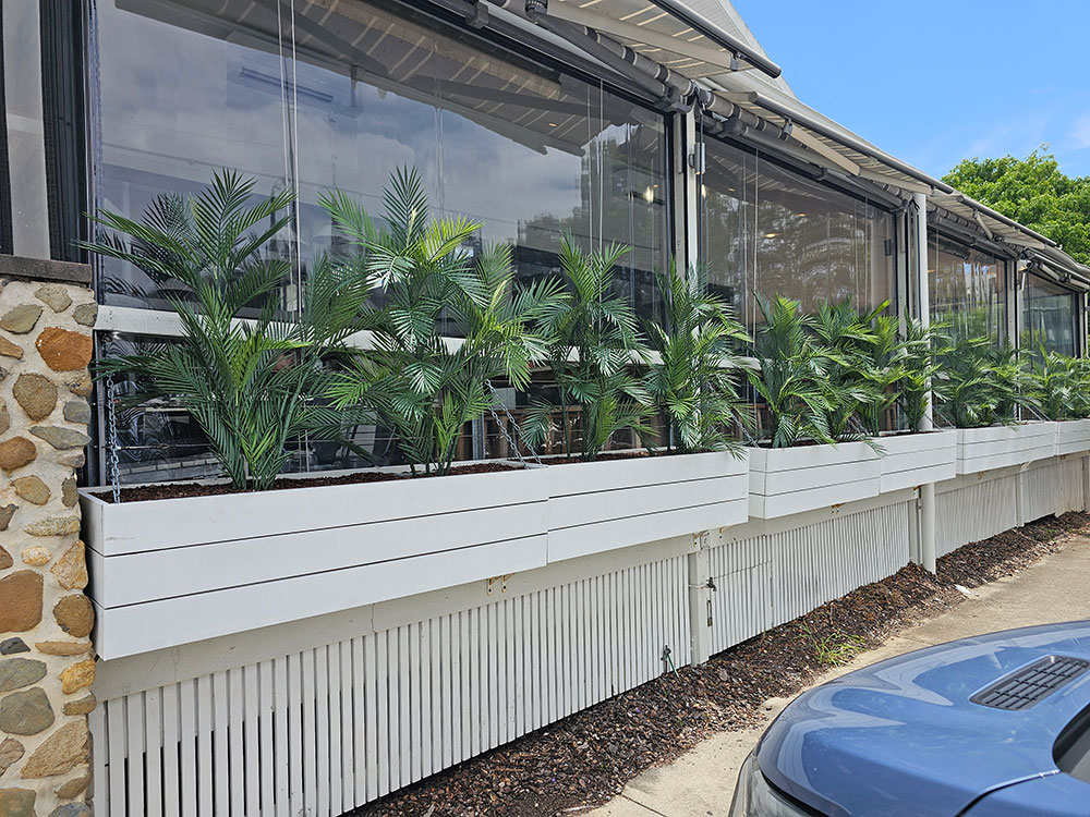 Palms 'thrive' in hard-to-get-to external planters 