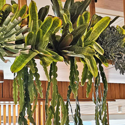 Bromeliad- dark green in plastic pot  - artificial plants, flowers & trees - image 1