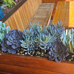 Succulent- Blue-Grey Seneco - artificial plants, flowers & trees - image 6
