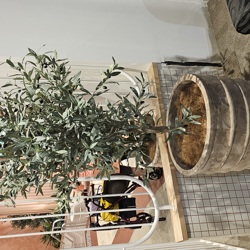 Olive Tree- deluxe 2.1m  - artificial plants, flowers & trees - image 1