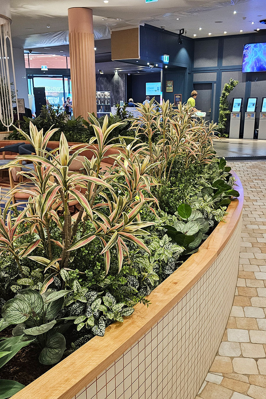 Yucca- 'pink slipper' 1.2m with 5 heads