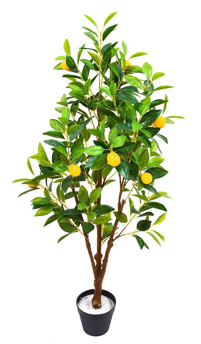 Fruit Tree- Lemon 1.2m