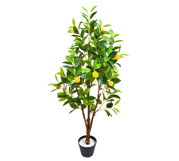 Fruit Tree- Lemon 1.2m