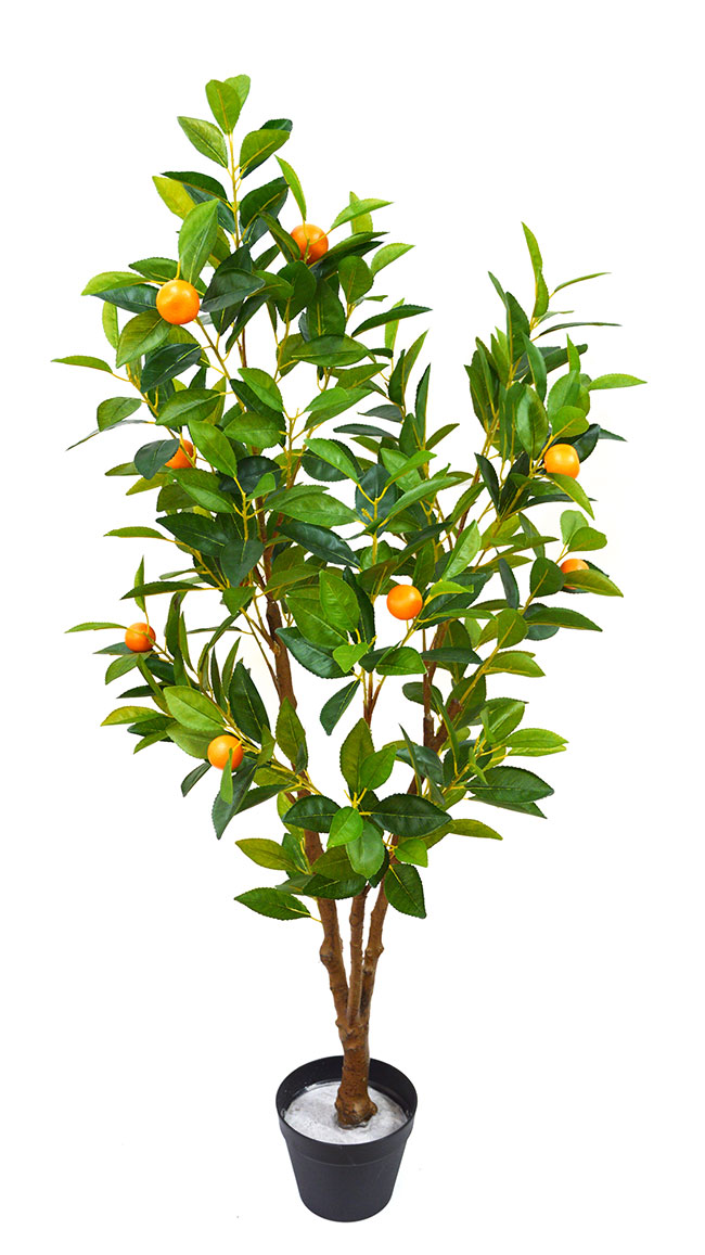 Fruit Tree- Cumquat 1.2m 