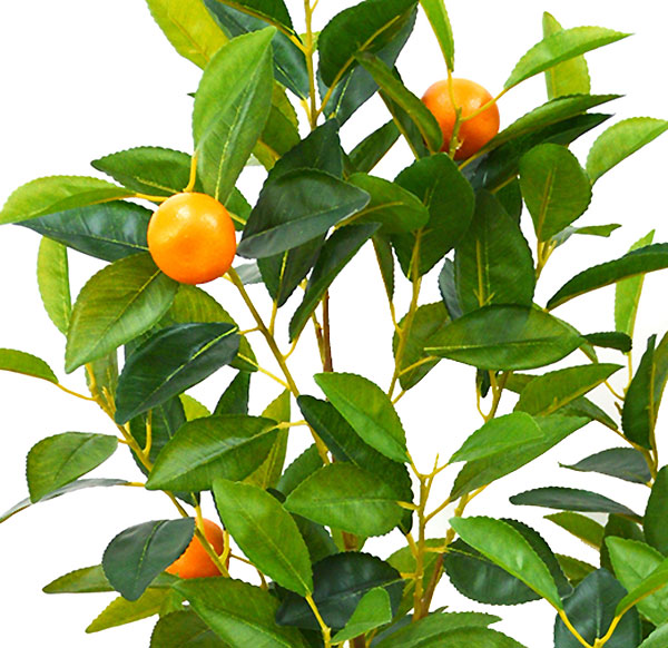 Fruit Tree- Cumquat 1.2m 